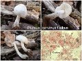 Pluteus cervinus f.albus-amf195-1